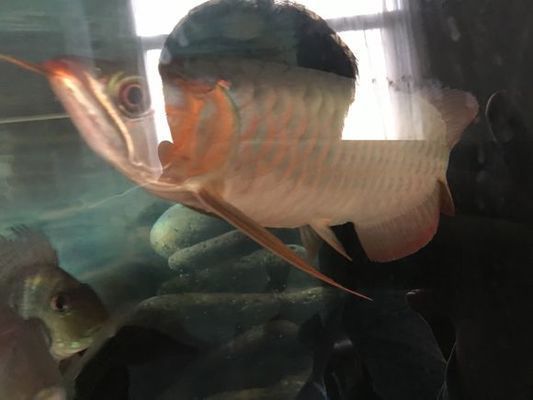 紅龍魚翹頭扇尾的好還是火燕尾好:紅龍魚翹頭和平頭的區(qū)別,紅龍魚翹頭扇尾的好還是火燕尾好 龍魚百科 第2張 紅龍魚翹頭扇尾的好還是火燕尾好:紅龍魚翹頭和平頭的區(qū)別,紅龍魚翹頭扇尾的好還是火燕尾好 紅龍魚翹頭扇尾的好還是火燕尾好:紅龍魚翹頭和平頭的區(qū)別,紅龍魚翹頭扇尾的好還是火燕尾好 龍魚百科 第2張