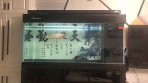 彩蝶龍?zhí)禕款好還是C款好：彩蝶龍?zhí)禸款和c款哪個好