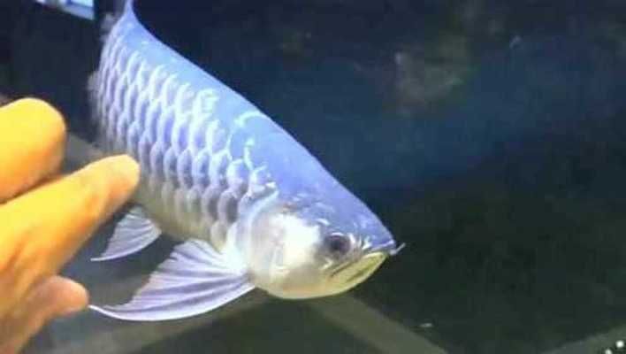 龍魚公母的區(qū)別（觀賞魚市場龍魚價(jià)格龍魚品種多樣性介紹龍魚公母的區(qū)別） 龍魚公母的區(qū)別（觀賞魚市場龍魚價(jià)格龍魚品種多樣性介紹龍魚公母的區(qū)別） 龍魚百科 第4張