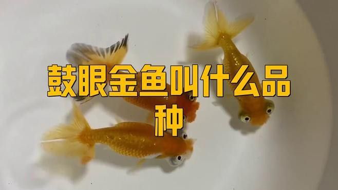 如何區分龍睛魚的品種？