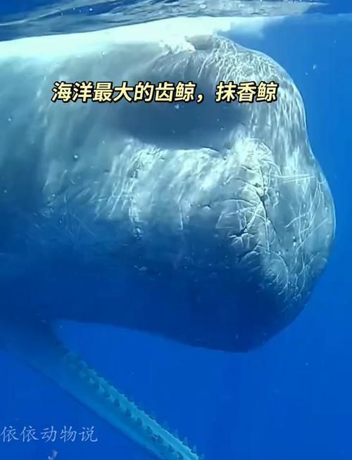 鯨魚嘴巴圖片