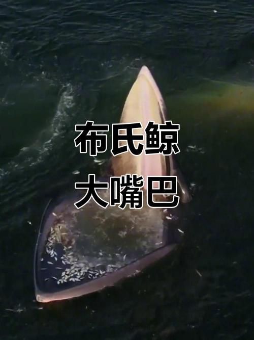 鯨魚嘴巴圖片