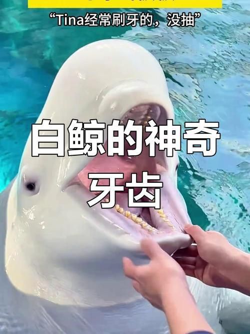 鯨魚嘴巴圖片