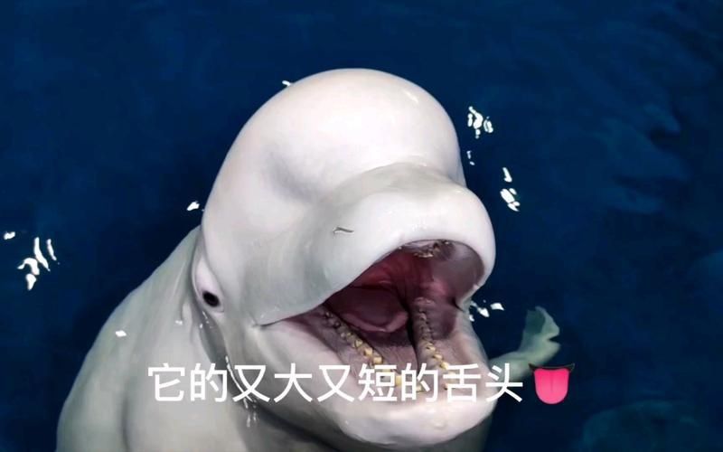 鯨魚嘴巴圖片