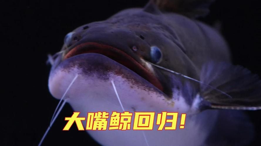 鯨魚嘴巴圖片