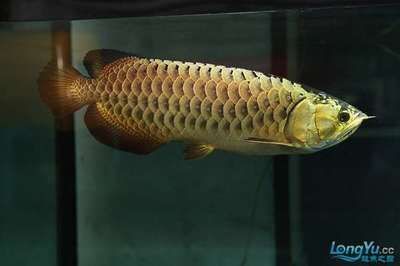 龍魚最多能活幾年，龍魚最長壽命可以達到多少年？