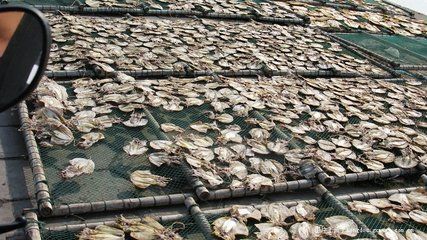 龍魚干怎么做好吃法：龍魚干怎么做好吃