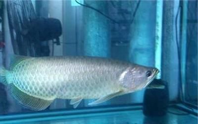 龍魚一次喂多少飼料一天喂幾次 龍魚一次喂多少飼料一天喂幾次 龍魚百科 第2張