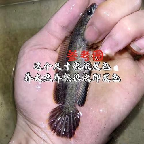 彩虹雷龍魚圖片大全高清