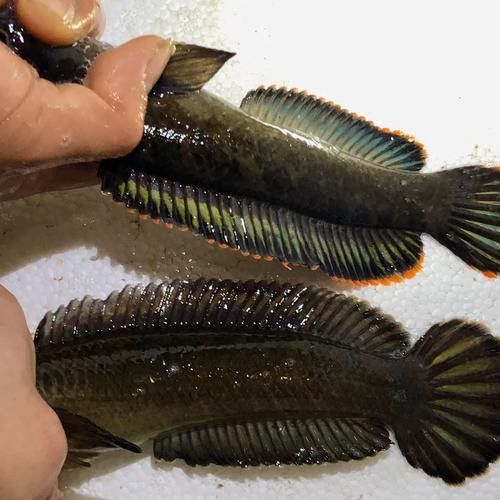 彩虹雷龍魚圖片大全高清
