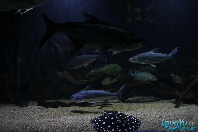 龍魚之巔論壇官網（龍魚之巔論壇交流平臺）