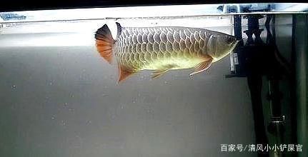 養龍魚前要準備什么:養龍魚需要一定準備工作的任務 龍魚百科 第3張 養龍魚前要準備什么:養龍魚需要一定準備工作的任務 養龍魚前要準備什么:養龍魚需要一定準備工作的任務 龍魚百科 第3張