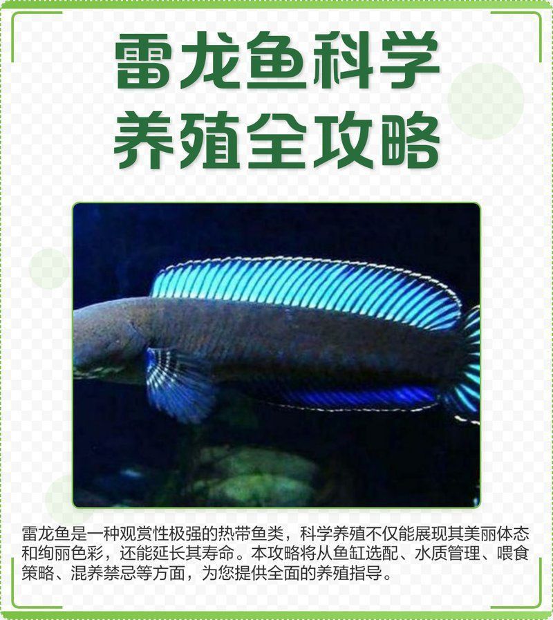 酒紅雷龍用什么顏色底砂