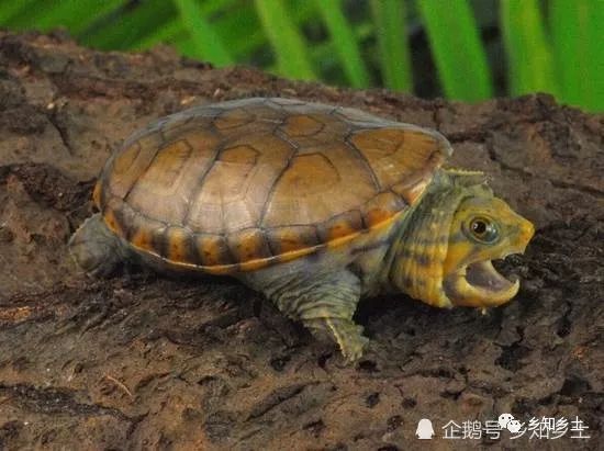 什么龜可以和龍魚(yú)一起養(yǎng)（幾種可以與龍魚(yú)一起飼養(yǎng)的龜類(lèi)）
