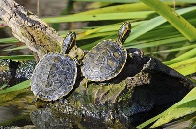 什么龜可以和龍魚(yú)一起養(yǎng)（幾種可以與龍魚(yú)一起飼養(yǎng)的龜類(lèi)）