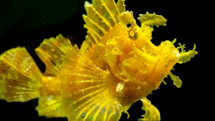 龍魚水族館