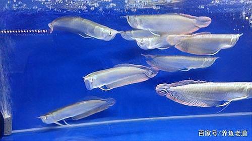 金頭龍魚缸需要哪些配件？