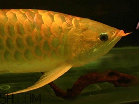 龍魚適合多少水溫的魚缸：養龍魚的常見問題養龍魚的常見問題