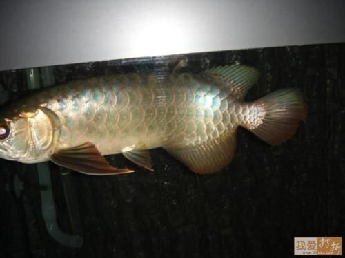 藍(lán)底過(guò)背好還是金底過(guò)背龍魚(yú)好看（藍(lán)底過(guò)背金龍魚(yú)與金底過(guò)背金龍魚(yú)的區(qū)別） 藍(lán)底過(guò)背好還是金底過(guò)背龍魚(yú)好看（藍(lán)底過(guò)背金龍魚(yú)與金底過(guò)背金龍魚(yú)的區(qū)別） 龍魚(yú)百科 第4張