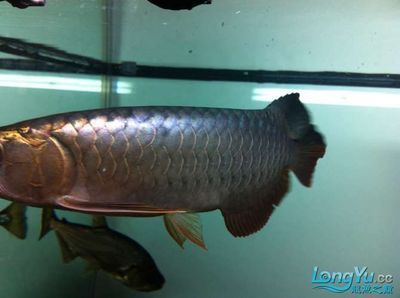 藍(lán)底過(guò)背好還是金底過(guò)背龍魚(yú)好看（藍(lán)底過(guò)背金龍魚(yú)與金底過(guò)背金龍魚(yú)的區(qū)別） 藍(lán)底過(guò)背好還是金底過(guò)背龍魚(yú)好看（藍(lán)底過(guò)背金龍魚(yú)與金底過(guò)背金龍魚(yú)的區(qū)別） 龍魚(yú)百科 第5張