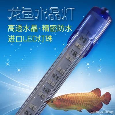 龍魚燈一天開多長時間最好：龍魚燈一天開多長時間