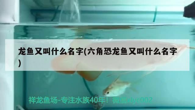 金色恐龍魚叫什么名字：金色恐龍魚正式名稱為\"金龍魚