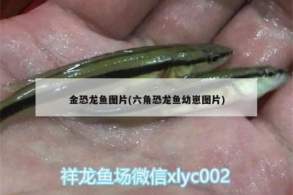 金色恐龍魚叫什么名字：金色恐龍魚正式名稱為\"金龍魚