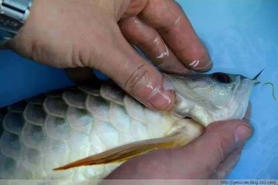 龍魚手術后多少天才能再次手術：龍魚手術后再次手術的時間需要根據具體情況綜合考慮