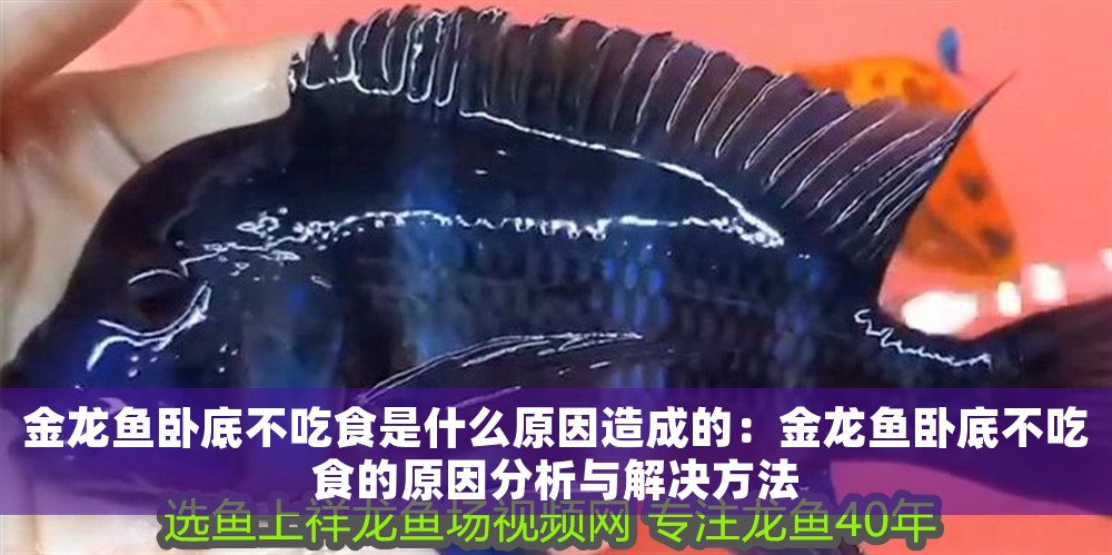 金龍魚臥底不吃食是什么原因造成的:金龍魚臥底不吃食的原因分析與解決方法 龍魚百科 第1張 金龍魚臥底不吃食是什么原因造成的:金龍魚臥底不吃食的原因分析與解決方法 金龍魚臥底不吃食是什么原因造成的:金龍魚臥底不吃食的原因分析與解決方法 龍魚百科 第1張
