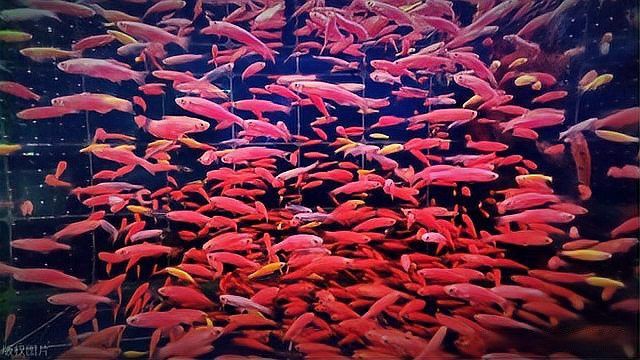 如何判斷金龍魚苗的健康狀況？ 如何判斷金龍魚苗的健康狀況？ 龍魚百科 第8張
