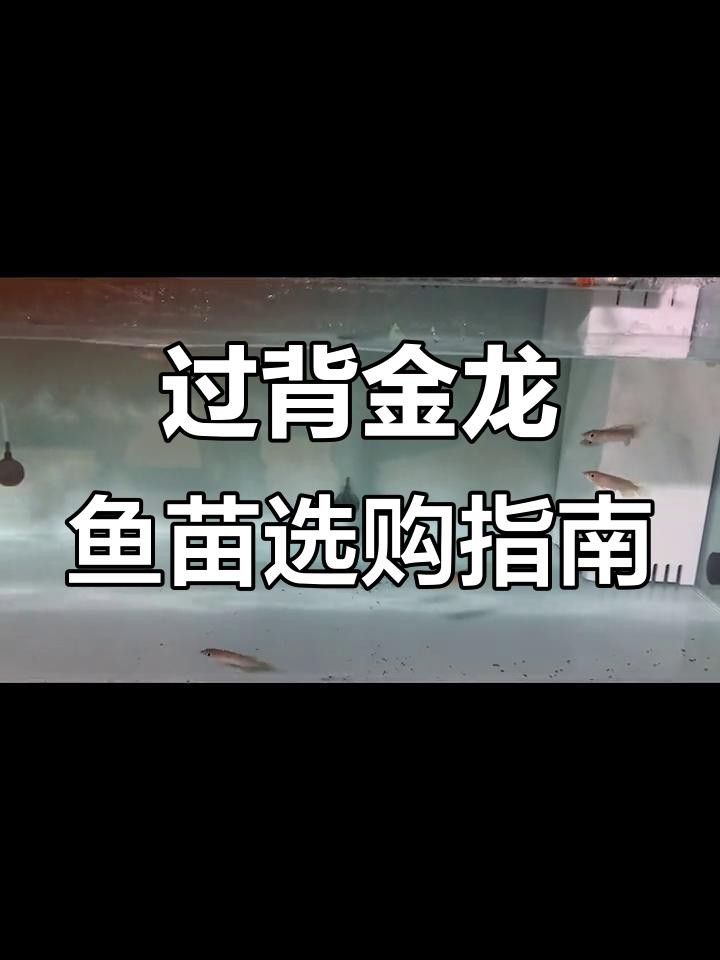 如何判斷金龍魚苗的健康狀況？ 如何判斷金龍魚苗的健康狀況？ 龍魚百科 第5張