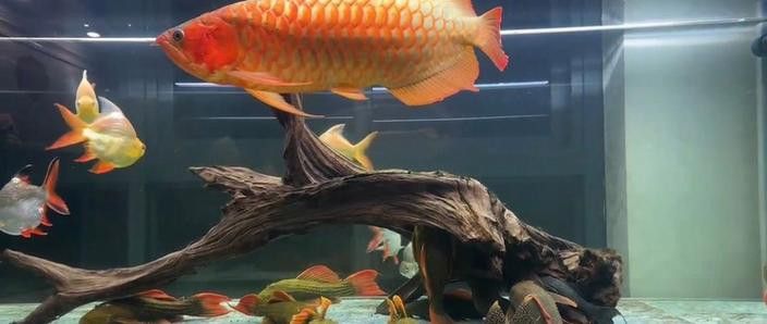 印尼紅龍魚養殖方法視頻大全圖片