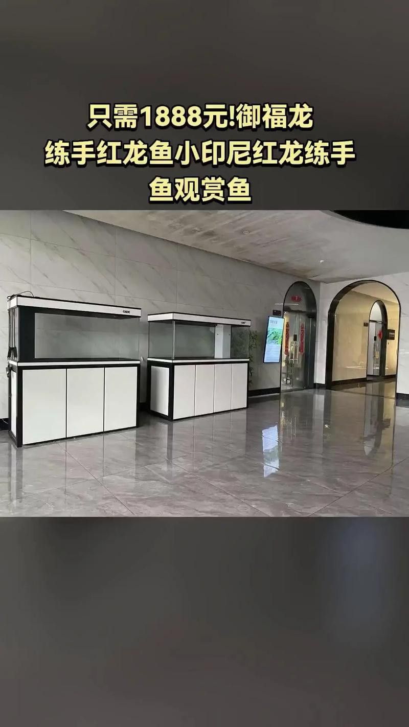 印尼紅龍魚養殖方法視頻大全圖片
