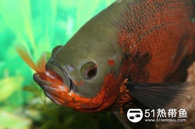 有沒有中小型銀龍魚的品種（銀龍魚屬于大型淡水魚類嗎？）