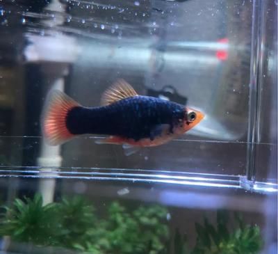 有沒有中小型銀龍魚的品種（銀龍魚屬于大型淡水魚類嗎？）