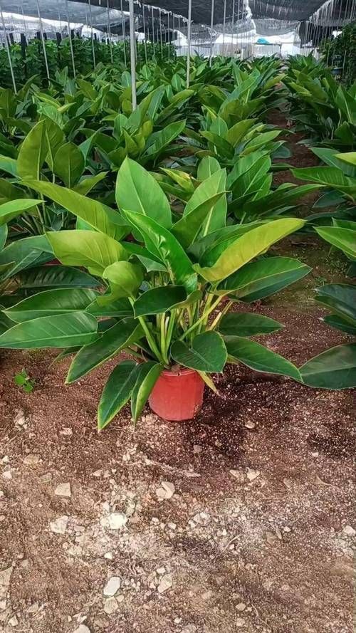 金鉆開花圖片