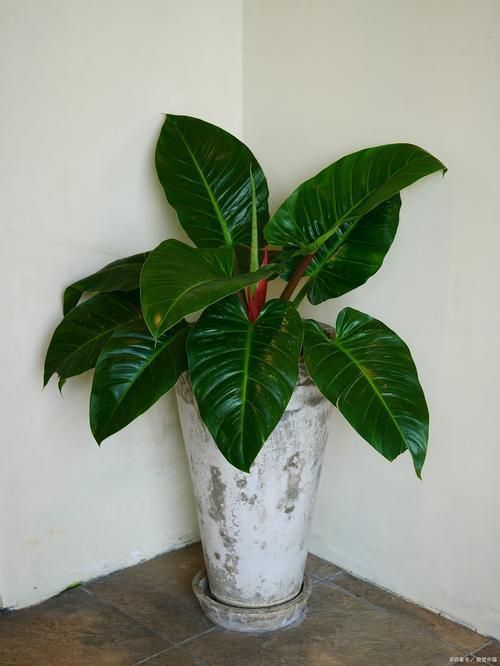 金鉆開花圖片