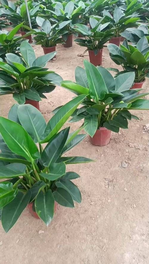 金鉆開花圖片