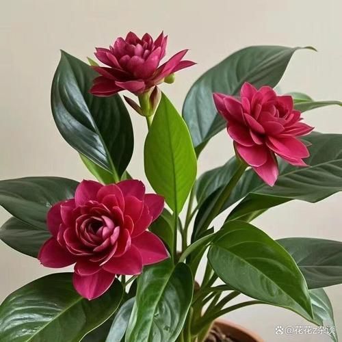 金鉆開花圖片