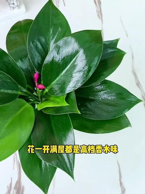 金鉆開花圖片
