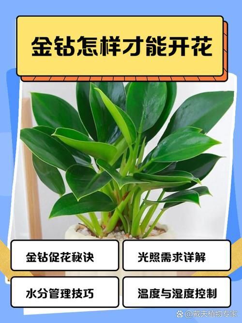 金鉆開花圖片