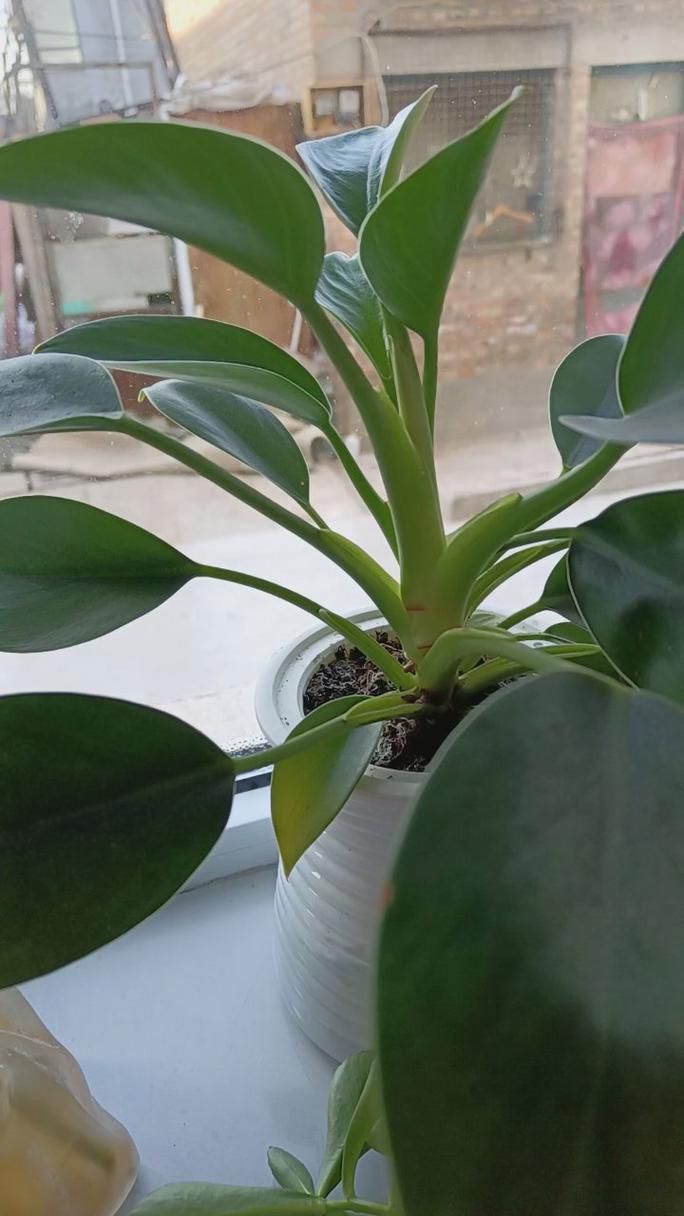 金鉆開花圖片
