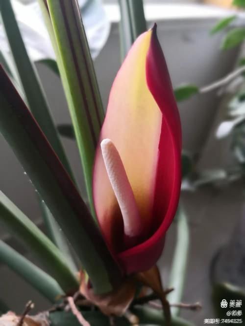 金鉆開花圖片