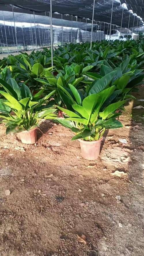 金鉆開花圖片