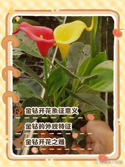 金鉆開花圖片