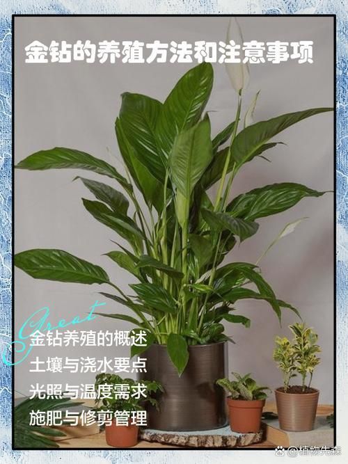 金鉆開花圖片