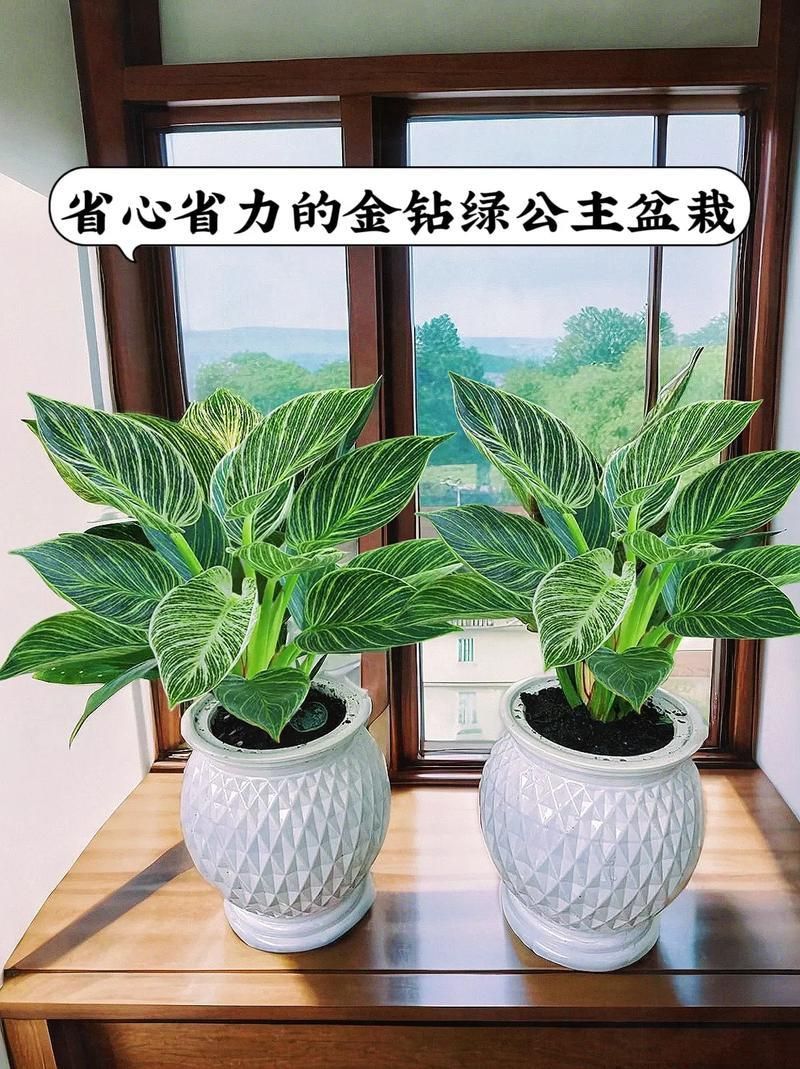 金鉆開花圖片