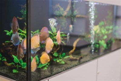 龍魚養(yǎng)單數(shù)還是雙數(shù)：龍魚養(yǎng)單數(shù)是雙數(shù)還是雙數(shù)的龍魚養(yǎng)殖風水講究如何