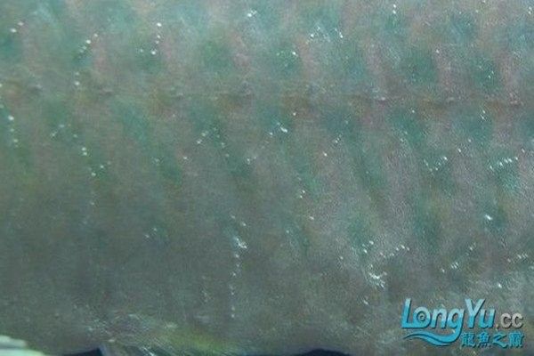 龍魚眼睛凸起多久會死亡？