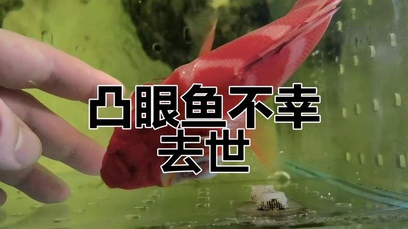 龍魚眼睛凸起多久會死亡？